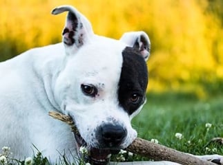 american staffordshire terrier